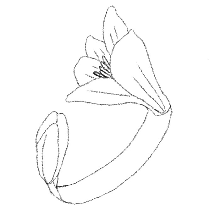 4. FLORECIMIENTO